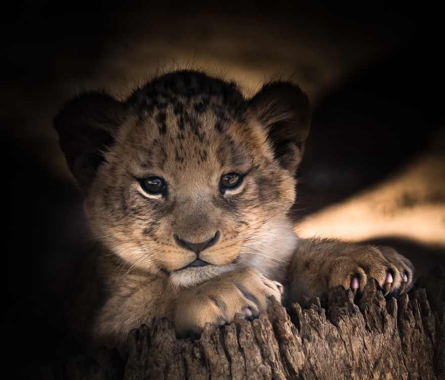 lion-cub-2886432_1920